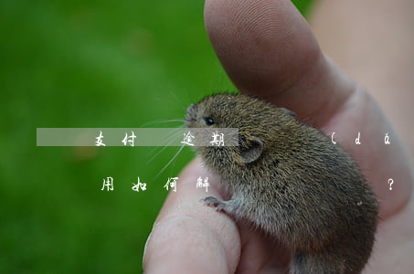 支付寶逾期記錄導(dǎo)致花唄無法使用，如何解決？